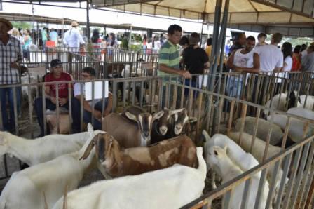Feira de Caprinos