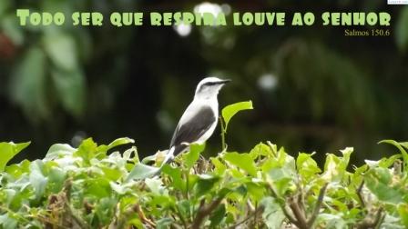 todo-ser-que-respira