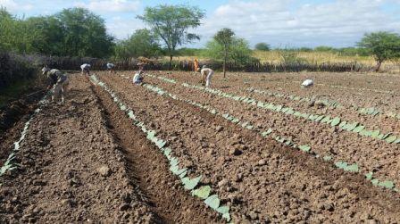 palmas-para-juazeiro