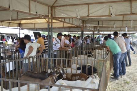 Feira Caprinos Juremal