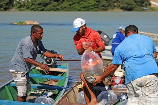 Peixamento Rio