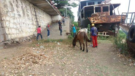 Fiscalização animais