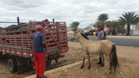 Apreensão de animais