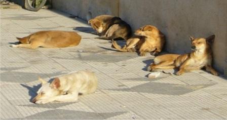 Cães de rua Paulo Afonso
