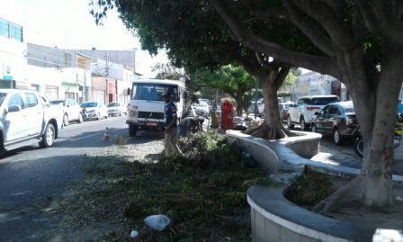 Poda árvores cidade 5