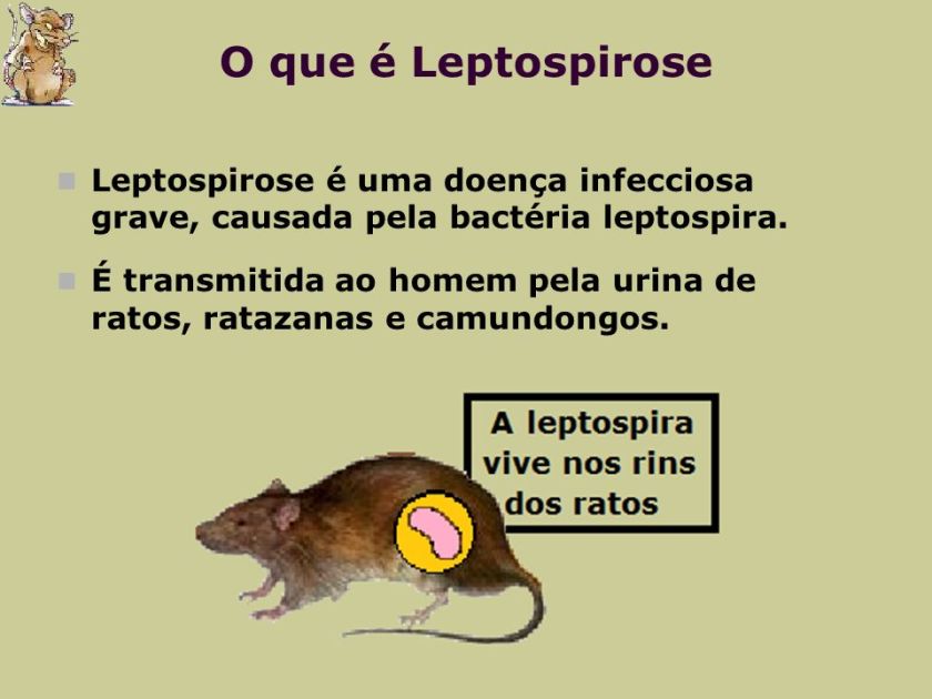 Leptospirose.jpg